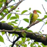 珍鳥-シマノジコ（Chestnut Bunting)東京都杉並区の都立公園に初飛来