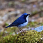 コルリ（Siberian Blue Robin)