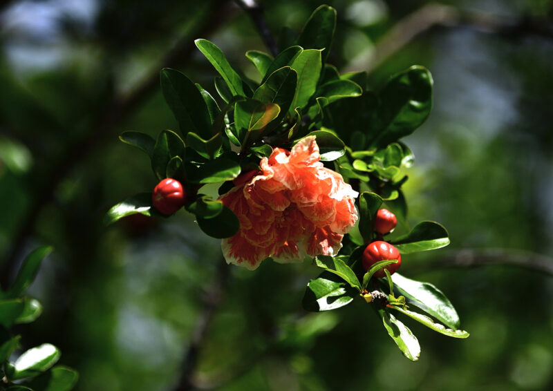 花柘榴 Double Pomegranate 高野山彦