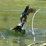 カワセミ(Common Kingfisher)のbattle