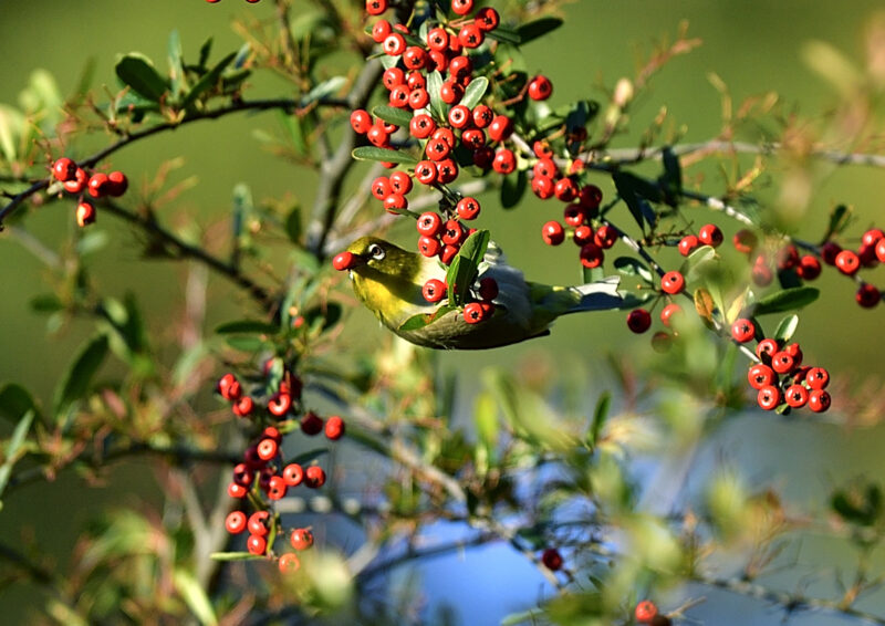 メジロ ピラカンサス Japanese White Eye 高野山彦