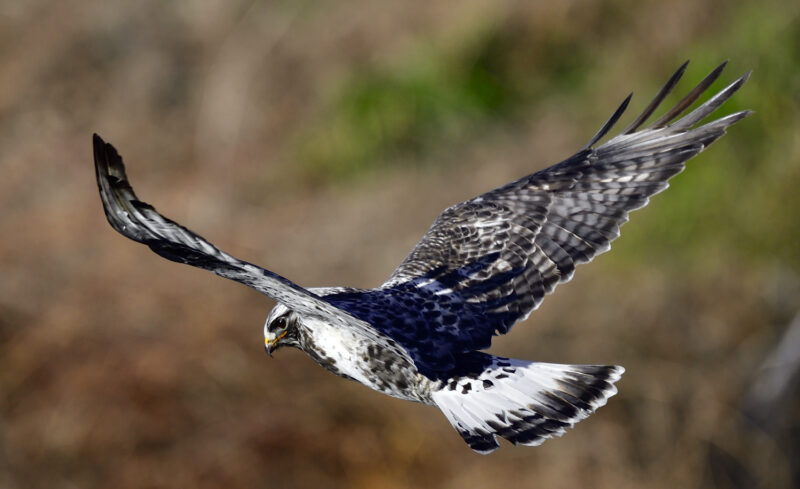 ケアシノスリ Rough Legged Buzzard 高野山彦