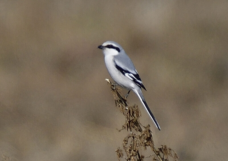 珍鳥オオカラモズ Chinese Grey Shrike 大唐百舌 高野山彦