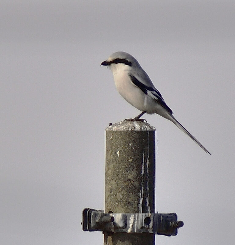 珍鳥オオカラモズ Chinese Grey Shrike 大唐百舌 高野山彦