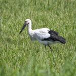 コウノトリ(Oriental Stork)-①