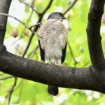 ツミ(Japanese Sparrowhawk)