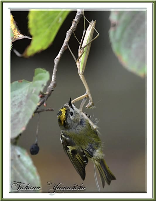 キクイタダキが大カマキリに襲われる 高野山彦