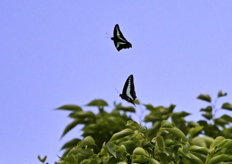 蝶 昆虫 アーカイブ 2ページ目 21ページ中 高野山彦