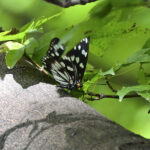 ゴマダラチョウ(Hestina persimilis)