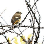 ジョウビタキ(Daurian Redstart)ー女子