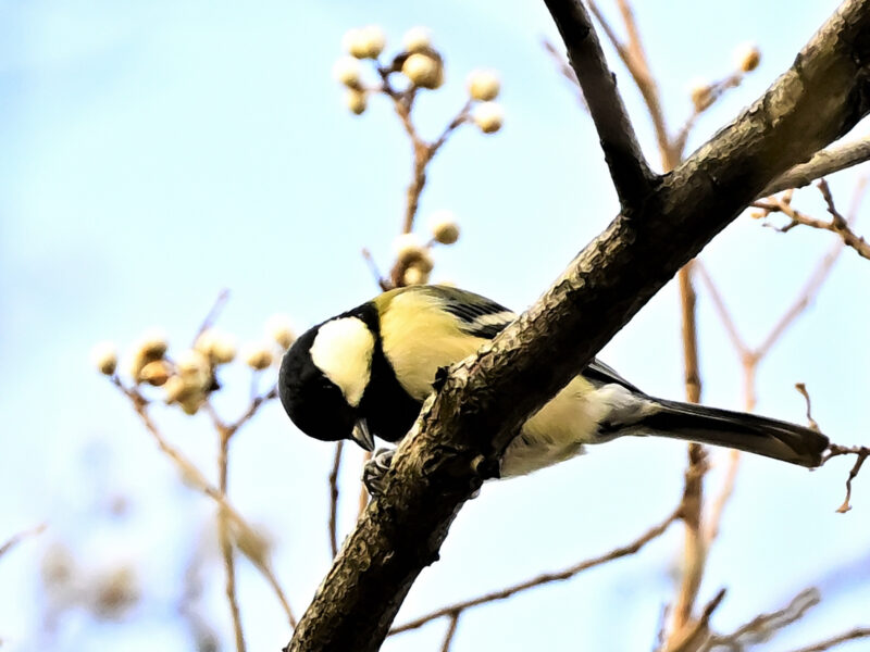 シジュウガラとナンキンハゼ 高野山彦