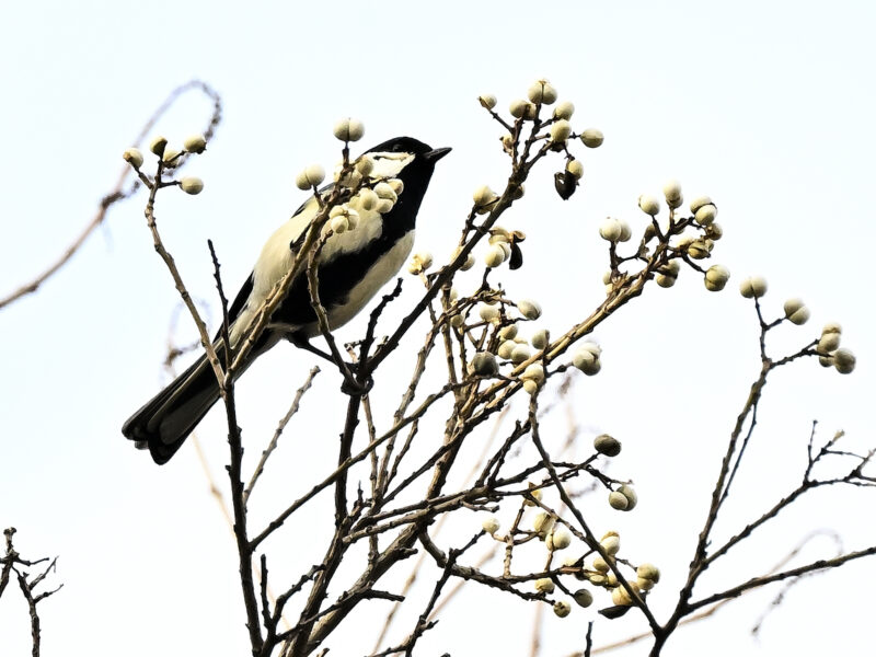 シジュウガラとナンキンハゼ 高野山彦