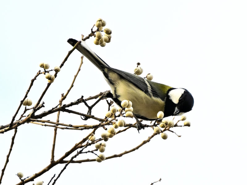 シジュウガラとナンキンハゼ 高野山彦