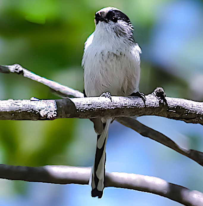 世界の野鳥の現状を憂う！ーー 猛暑を脱して小鳥達に出逢う！ - 高野山彦