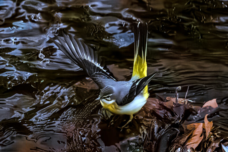 セグロセキレイ(Japanese Wagtail)＆キセキレイ(Grey Wagtail) - 高野山彦
