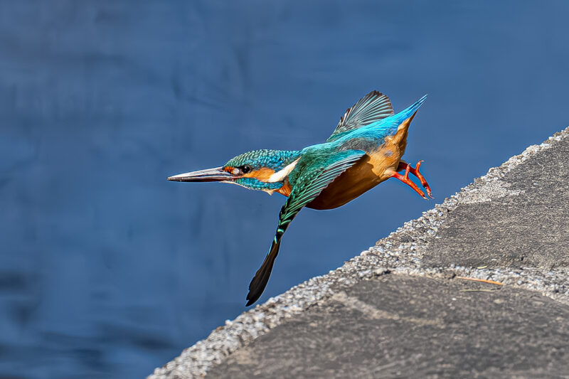 カワセミ(Common Kingfisher) - 高野山彦