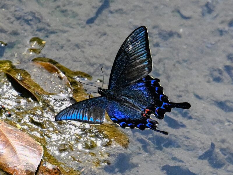 カラスアゲハPapilio bianor dehaani C. et R. Felder - 高野山彦