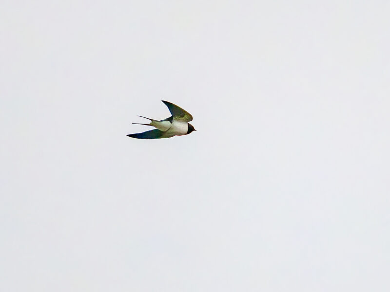 ツバメ(Barn Swallow) - 高野山彦