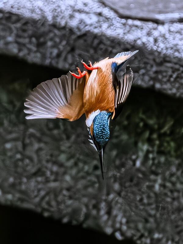 カワセミ(Common Kingfisher)他 - 高野山彦