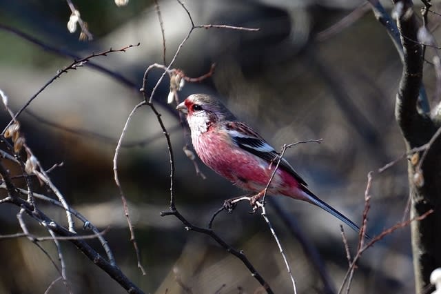 ベニマシコ(Long-tailed Rosefinch) &アリスイ—2019.2.21—-