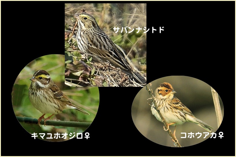 珍鳥サバンナシトド(Savanna Sparrow)と類似種との比較②　　　　—2016.2.20—