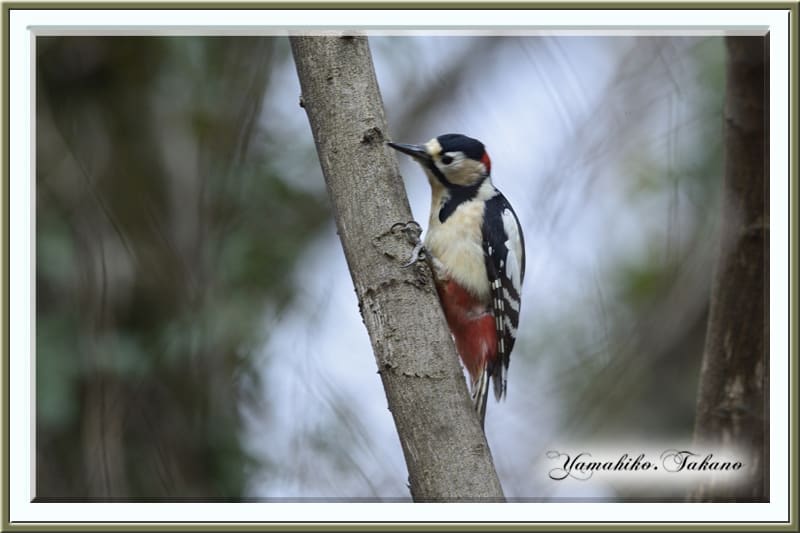 アカゲラ（ Great Spotted Woodpecker）♂—2013.2.5—