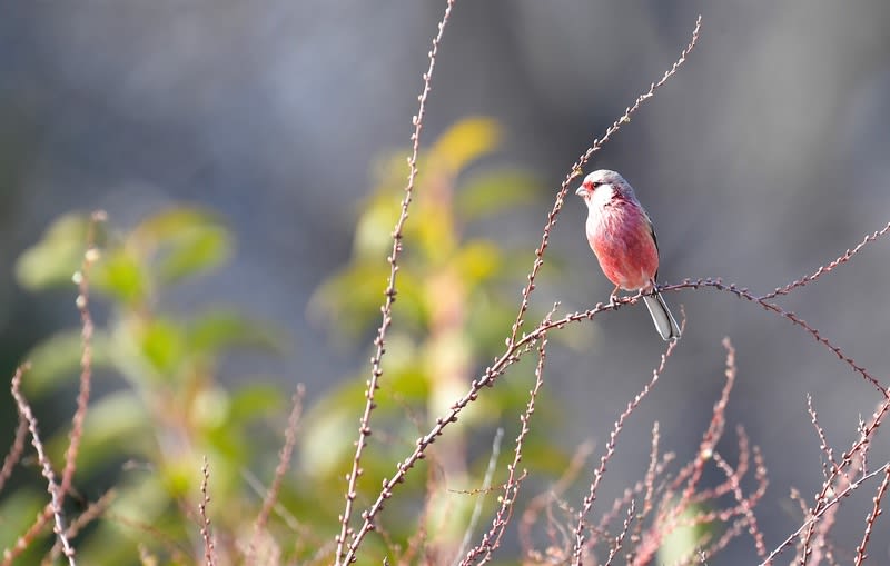 ベニマシコ(Long-tailed  Rosefinch)   —2018.2.14—-
