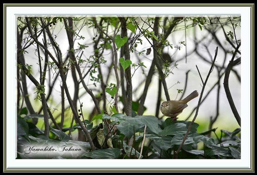 ウグイス(Japanese Brush Warbler)　　　　—15.11.22—