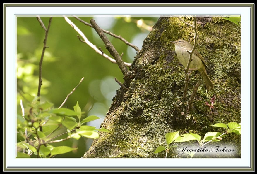 ウグイス(Japanese Brush Warbler)　　　　—15.4.14—