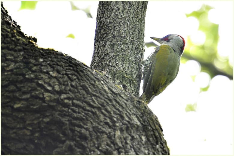 アオゲラ（Japanese Green Woodpecker)      —15.5.6—