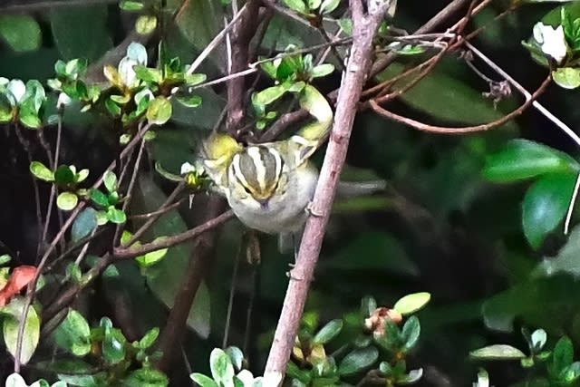 カラフトムシクイ(Pallas’ｓ Leaf  Warbler)　　—2017.3.1—　　　