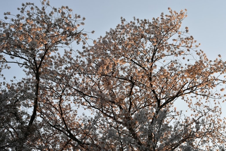 夕焼けの桜　　　　　　　—14.4.6—