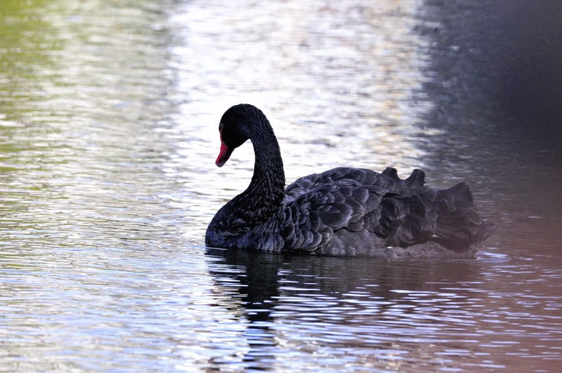 コクチョウ（black Swan)が石神井公園ボート池に飛来!!! —10.1.7—ｓ