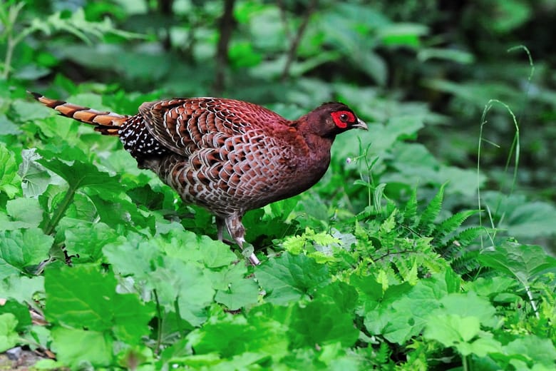ヤマドリCopper Pheasant   —2012.5.20—