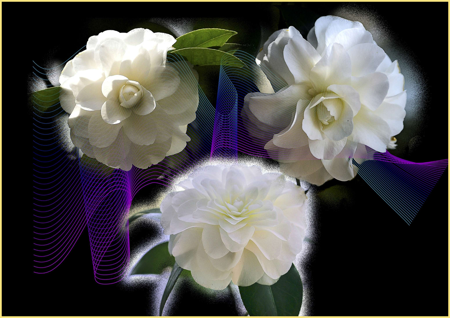 白椿（White Camellia） 　　　　　—16.3.19—
