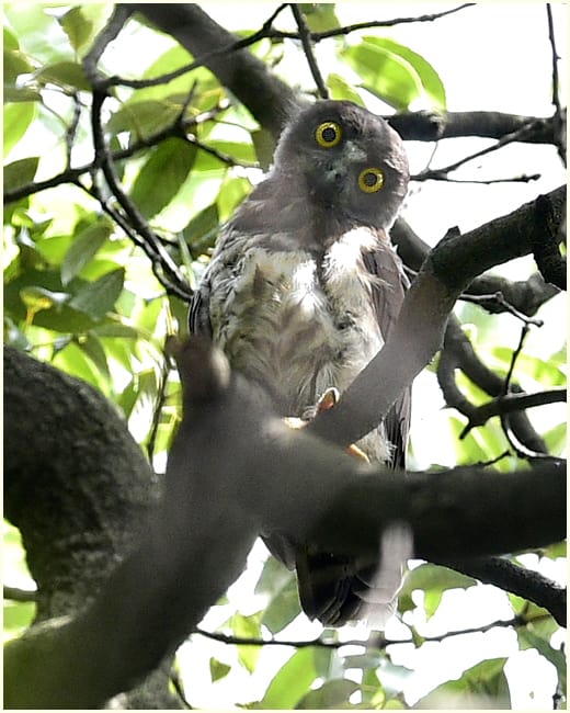 アオバズク（Brown Hawk Owl)