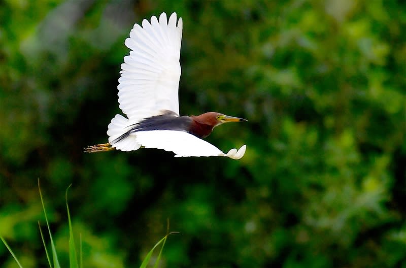 珍鳥アカガシラサギ Chinese Pond Heron 2018 8 18 高野山彦