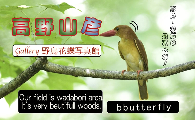 アカショウビン-赤翡翠（Ruddy kingfisher）登場の名刺　試作品　　　　　　—’16.3.15—