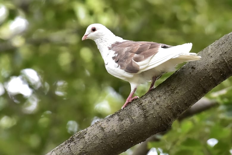 珍鳥ー超珍鳥かと思いきやドバトの 14 9 17 高野山彦 珍鳥ー超珍鳥かと思いきやドバトの 14 9 17 高野山彦