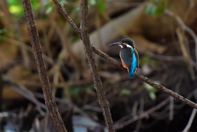 カワセミ(Common  Kingfisher)　　　