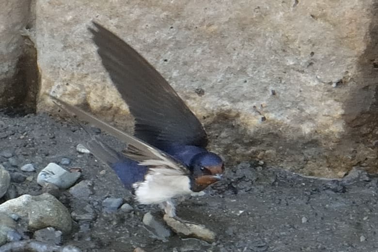 ツバメ-燕-（Barn Swallow）の巣作りのための巣材集め　　—13.4.5—