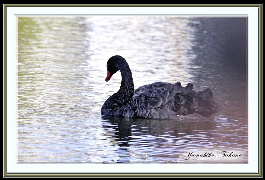 コクチョウ（Black Swan)・・・・思い出のページ・・・５年前の1月10日の記事　　　　　—15.3.9—