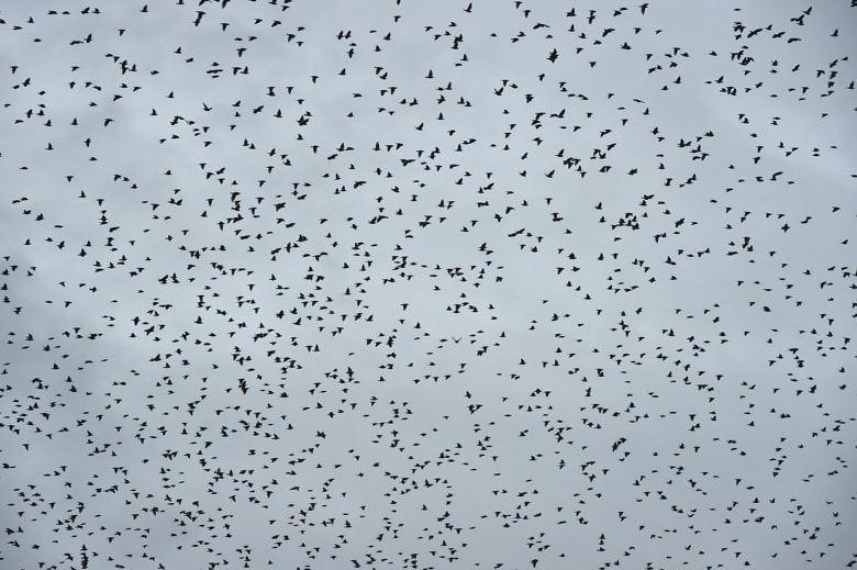 ムクドリの大群（White-cheeked Starlings Murmuration）初見　　　　　　　—’14.10.15—