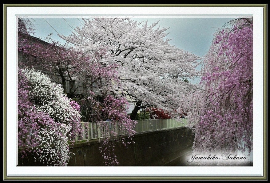 桜　さくら　サクラ　（Cherry Blossoms)    —15.4.1—