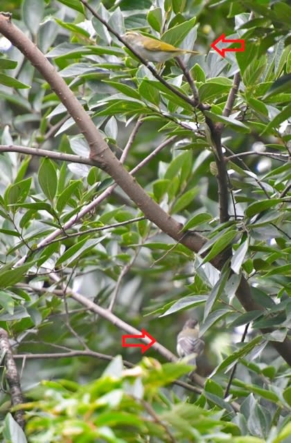 センダイムシクイ(Eastern Crown Warbler)        —2017.9.5—