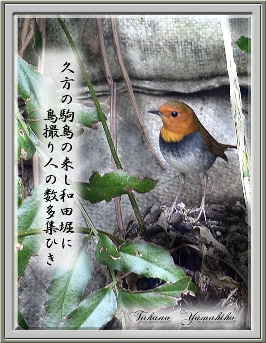 コマドリ(Japanese Robin)            —15.4.12—
