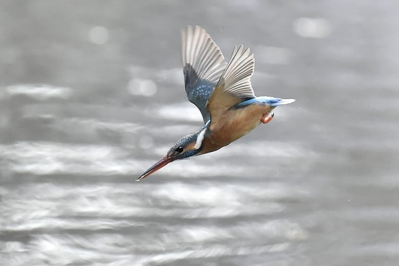 カワセミ水際ショウ（Common Kingfisher  Water-side show)　　　　　　—13.3.29—
