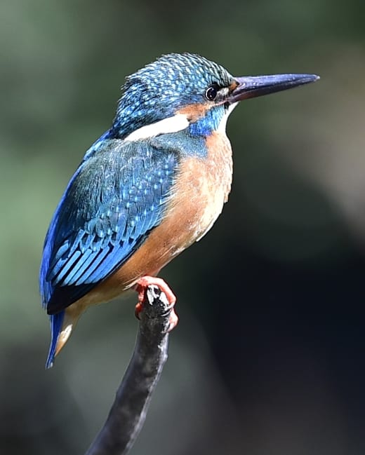 カワセミ（Common Kingfisher )         —15.3.26—