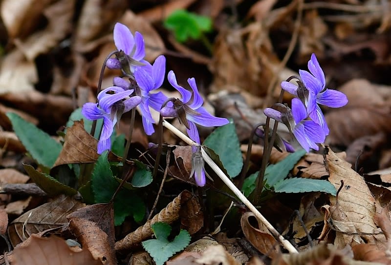 タチツボスミレ(Viola grypoceras) ＆カタクリ —2018.3.19—