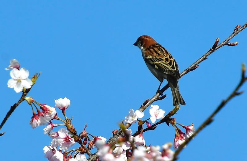 ニュウナイスズメ(Russet Sparrow)♂　　—2018.3.25—